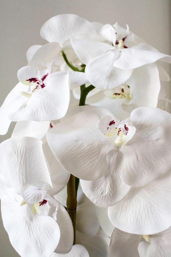 White Orchid Pula Apartment Ngoại thất bức ảnh